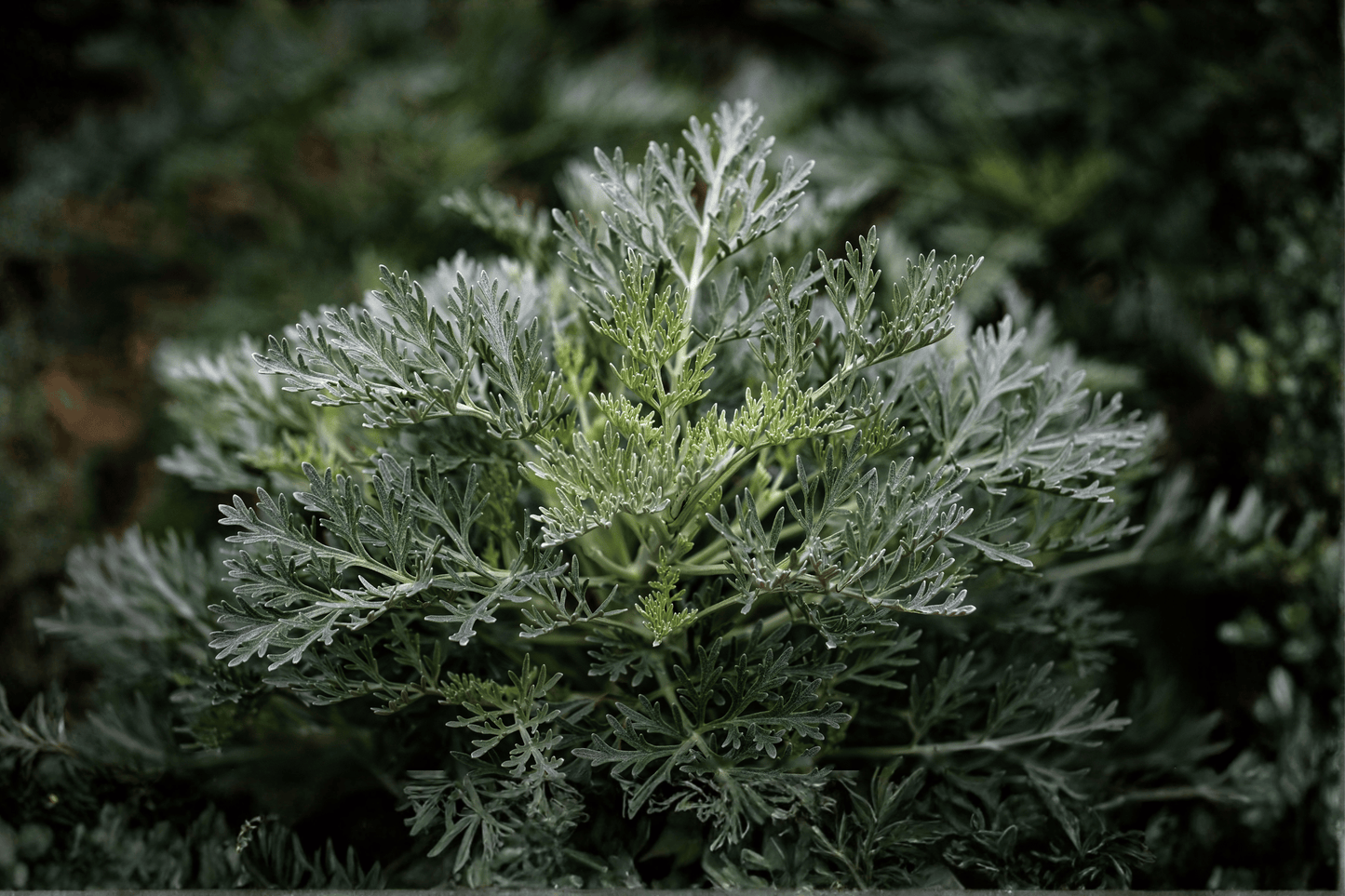 Canyon Gray Trailing Sagebrush 1 Live Plant – 4-Inch Pot – Artemisia californica ‘Canyon Gray’