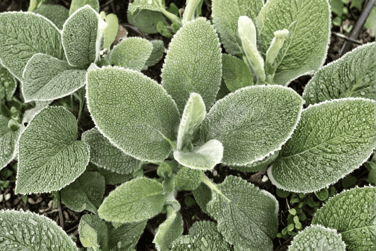 Big Ears Lamb’s Ear 1 Live Plant – 4-Inch Pot – Stachys byzantina ‘Big Ears’