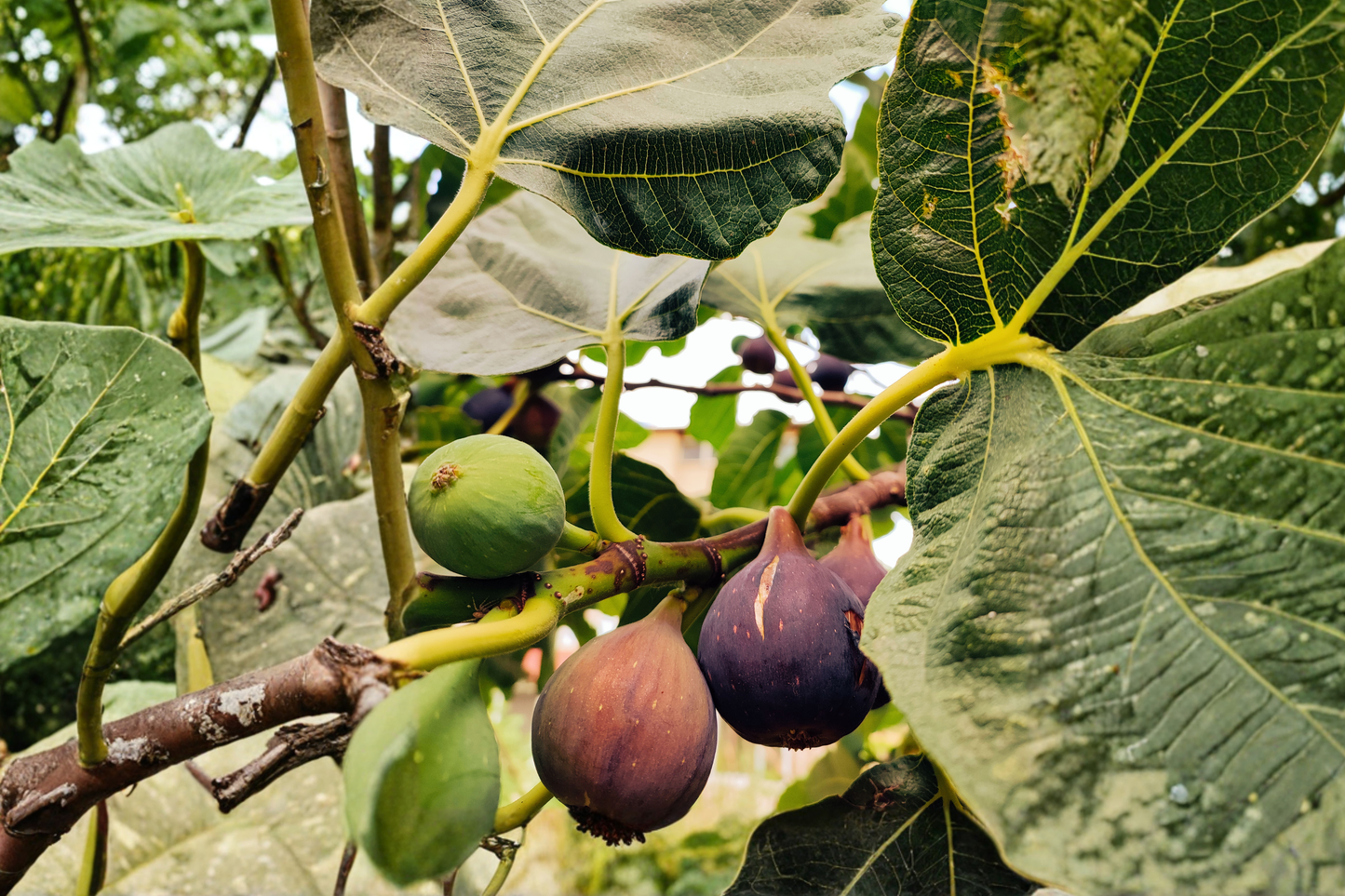 2 Black Mission Fig Live Plants – Cold Hardy Fig Tree – Ficus carica