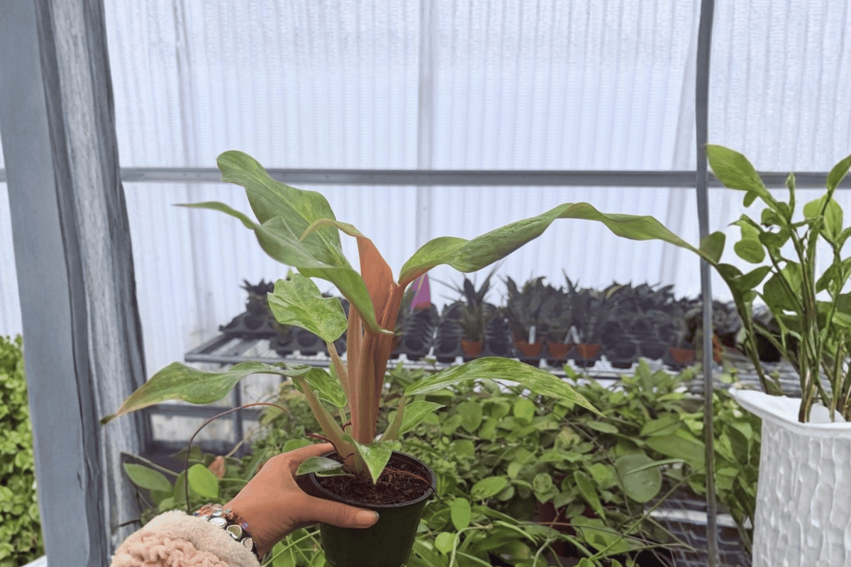 Philodendron Orange Marmalade 2 Exact Live Plants – 4” Size