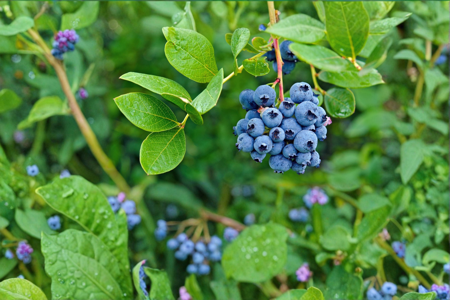 Bonsai Dwarf Blueberry Seeds Sweet Berry Plant Indoor Outdoor Container Gardening 20 Seeds