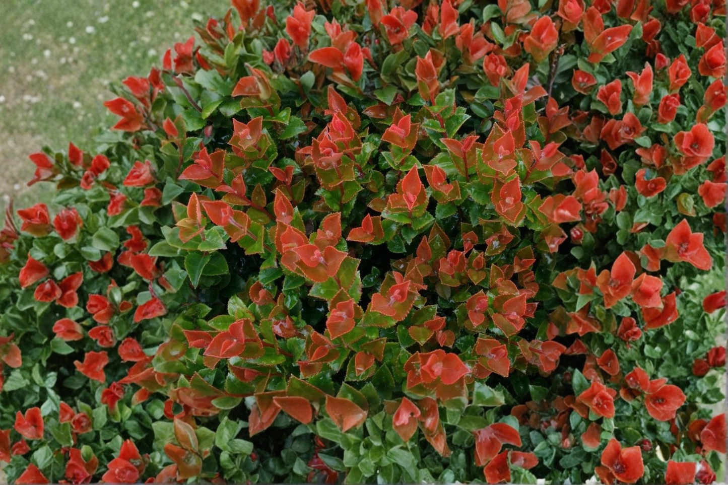 Scarlet Ovation Evergreen Huckleberry Live Plant 1 Gallon Pot Bushy Berry Shrub Ornamental Garden Plant 8 to 10 Inch Tall