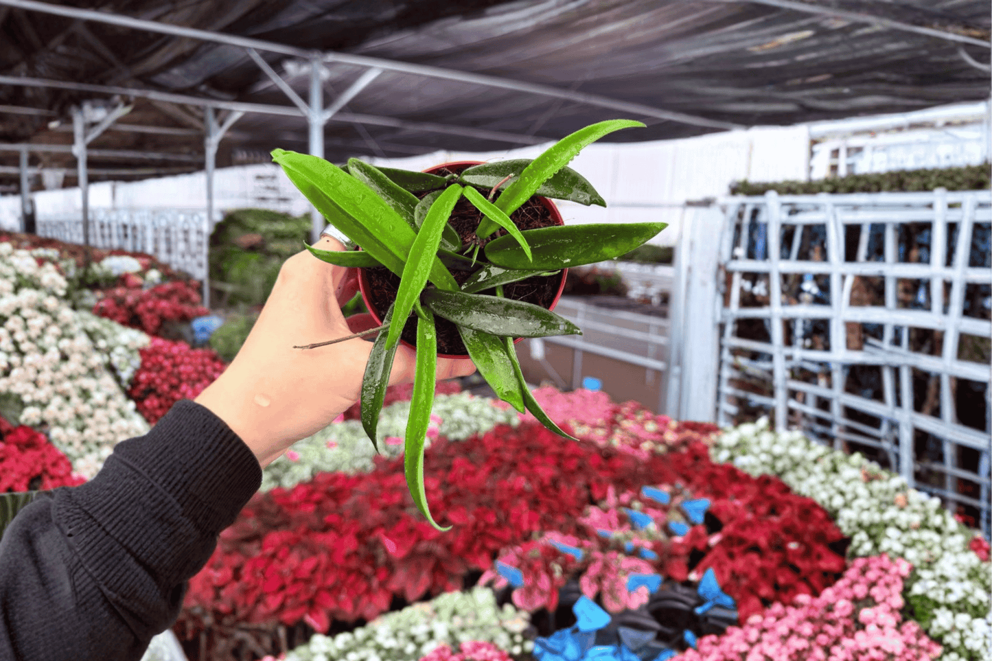 2 Hoya Minibelle Live Plants in 4-Inch Pots – Wax Plant
