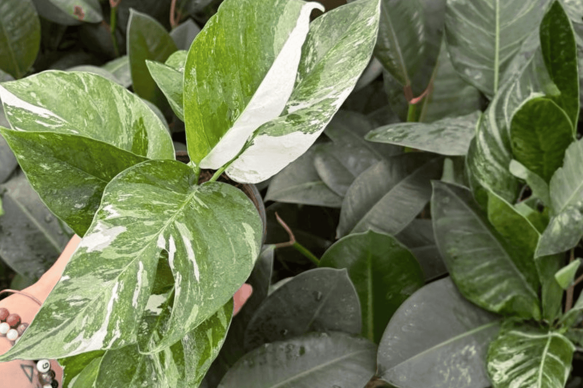 Epipremnum Pinnatum Albo 2 Exact Live Plants – Variegated 4” Size