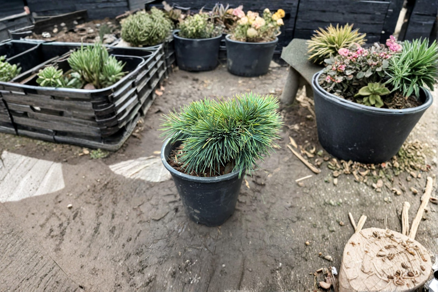 Lebanon Cedar ‘Katere’ Live Plant 1 Gallon Pot – Cedrus libani Evergreen Conifer Tree Landscape Garden Plant
