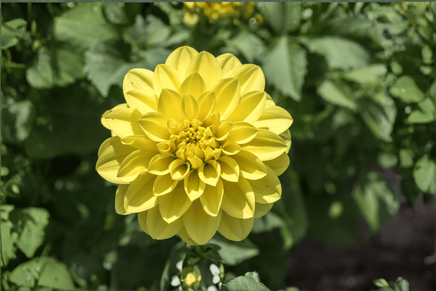 Cherie Lemon Dahlia 1 Live Plant – 4-Inch Pot – Dahlia variabilis ‘Cherie Lemon’