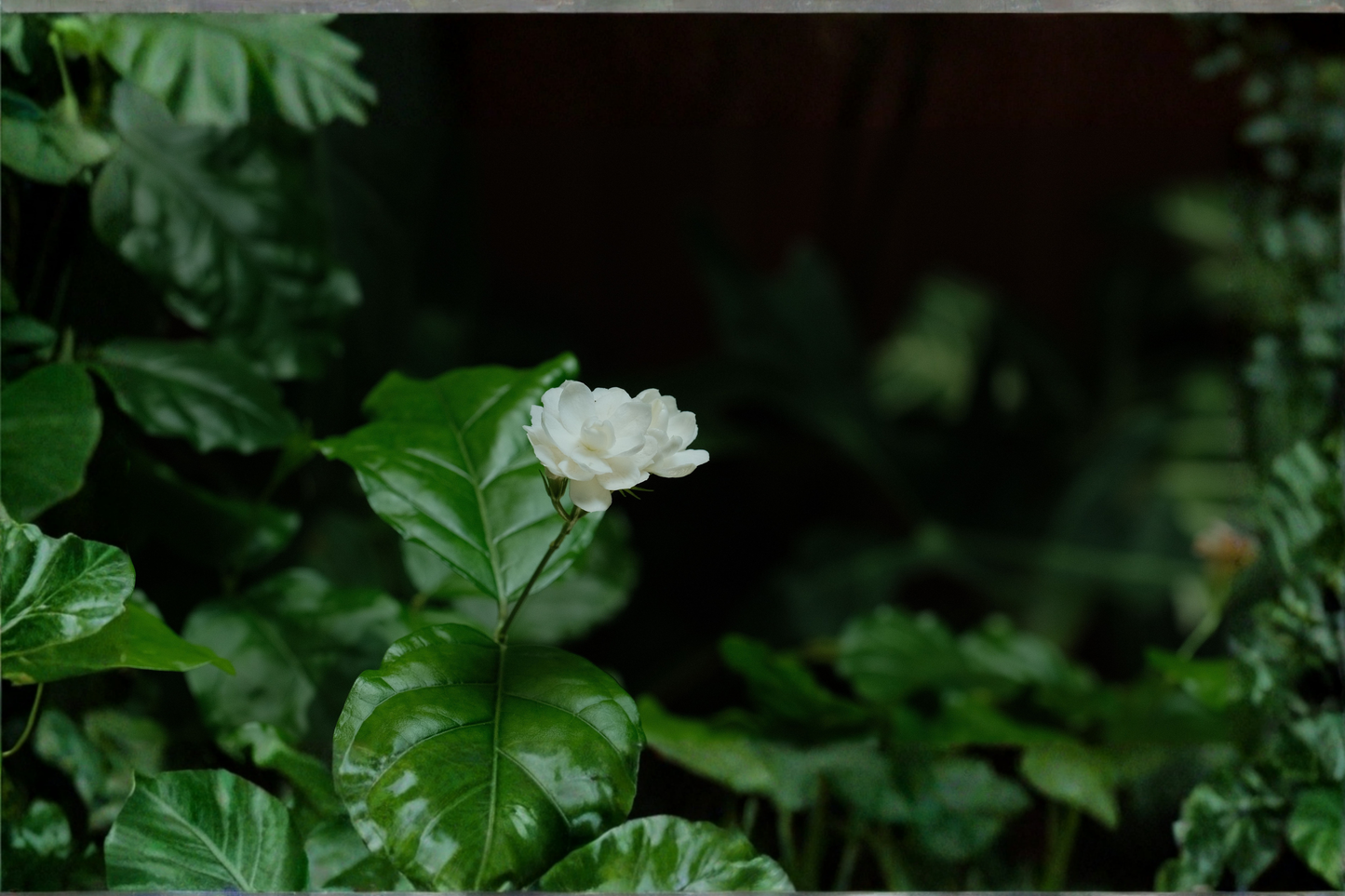 Little Duke Arabian Sambac Jasmine Live Plant 12" Tall – Fragrant Jasminum sambac