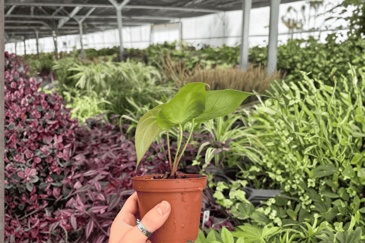 Anthurium Hoffmannii × Green Mamba 2 Exact Live Plants – 4-Inch Pots