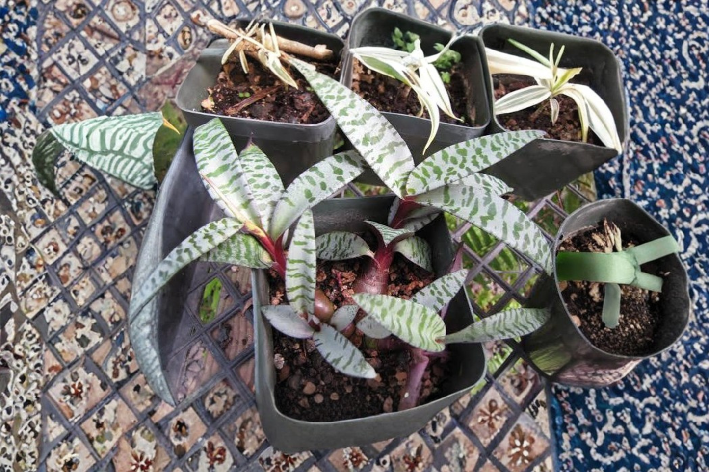 Variegated Silver Squill Live Plant – Ledebouria socialis Succulent Bulb