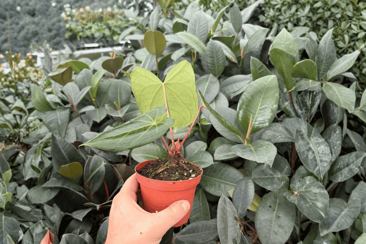 Anthurium Xone × Dressleri 2 Exact Live Plants – Specific 4” Size