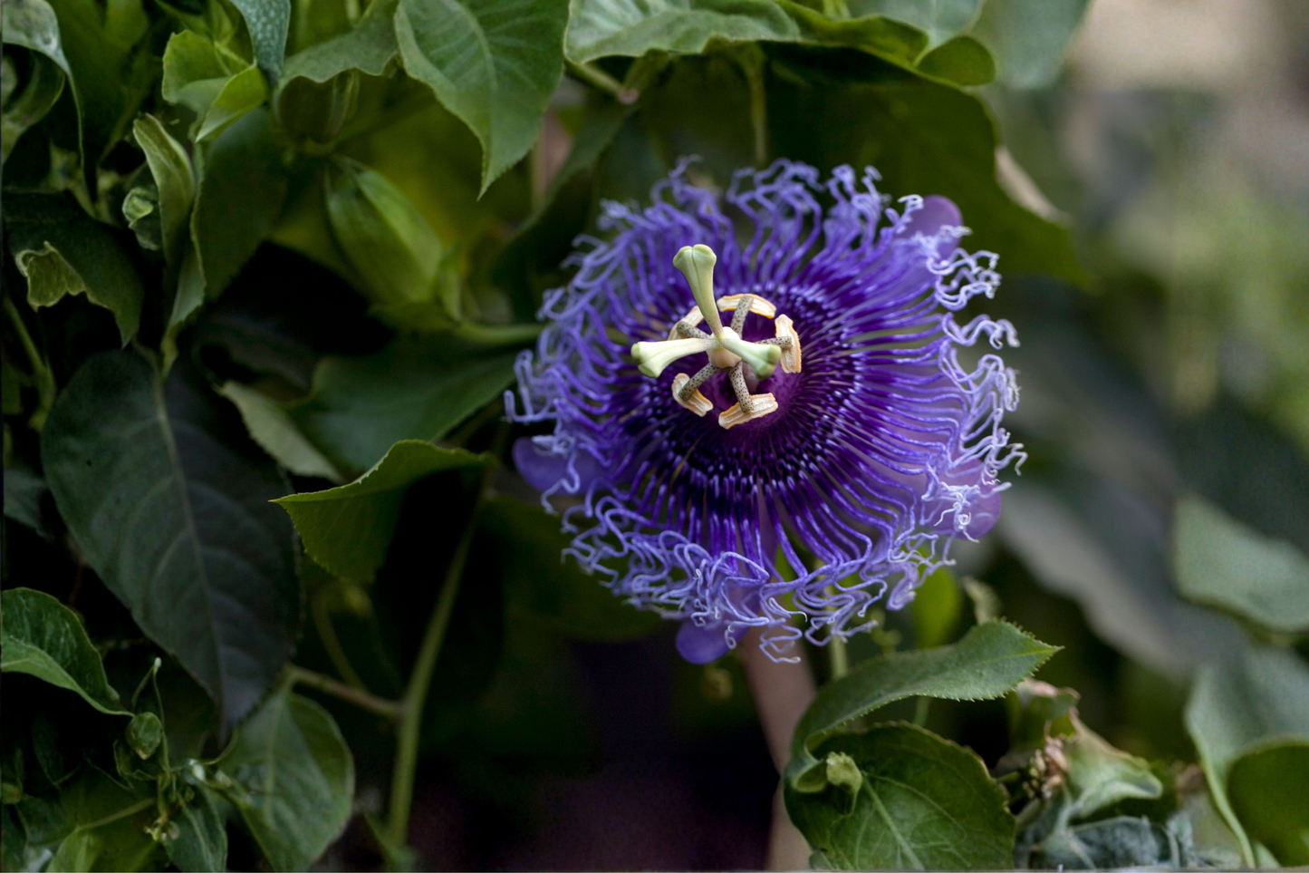 Incense Purple Blue Passion Flower Vine Live Plant – Passiflora 'Incense' – 1 Well-Rooted Starter Plant in 4-Inch Pot