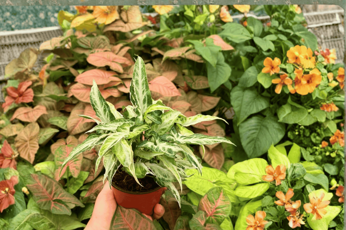 Syngonium Starlite 2 Exact Live Plants – 4-Inch Pot Format – Syngonium ‘Starlite’