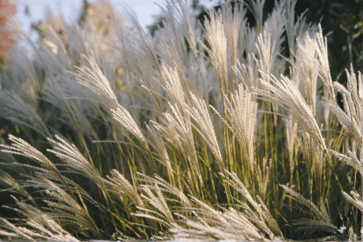 Karl Foerster Feather Reed Grass 1 Live Ornamental Grass, 1 Gallon Pot – Calamagrostis × acutiflora ‘Karl Foerster’