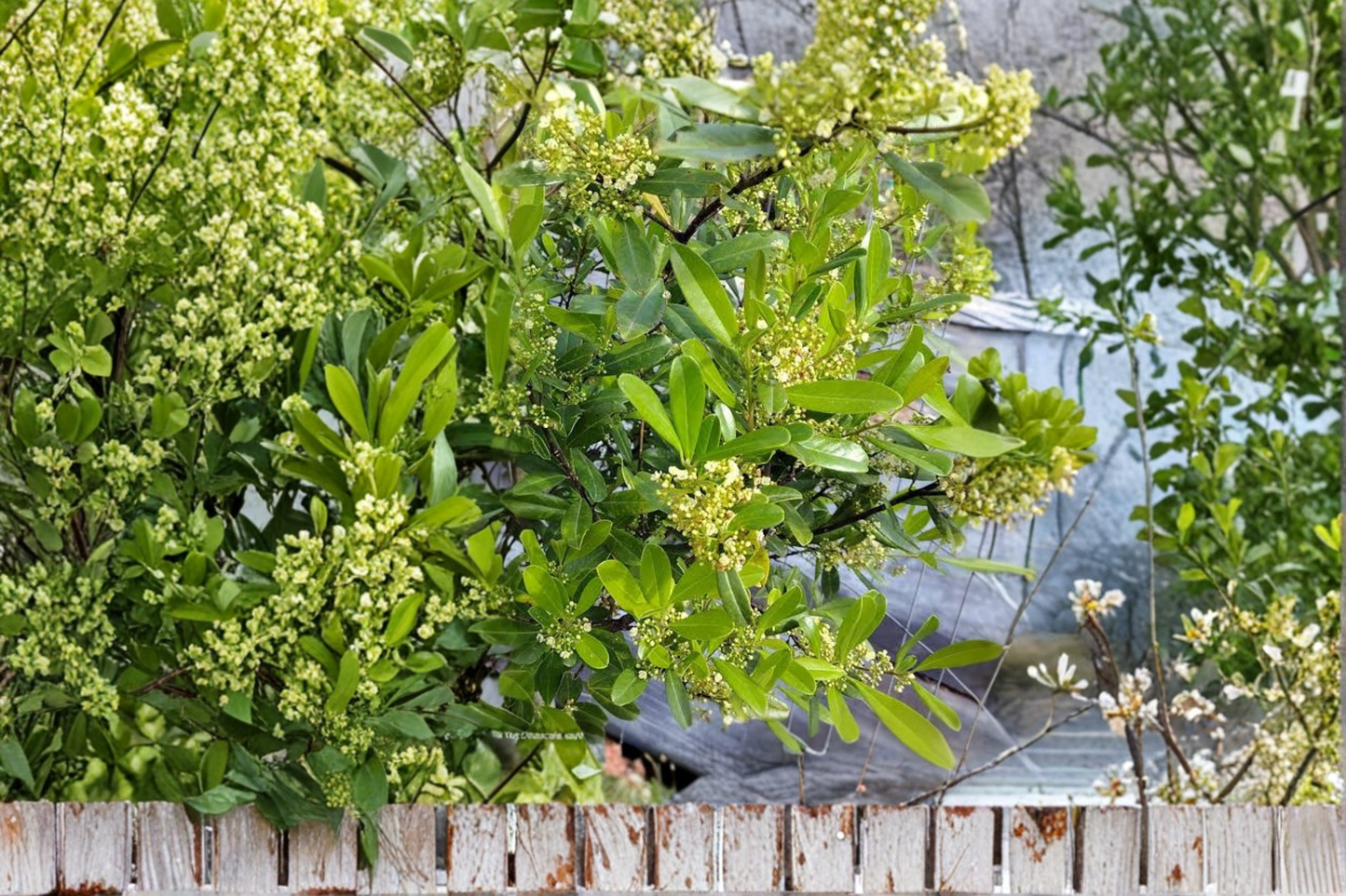 2 Yerba Mate Live Plants 4–6 Inches Tall – Ilex paraguariensis – Ships No Pot