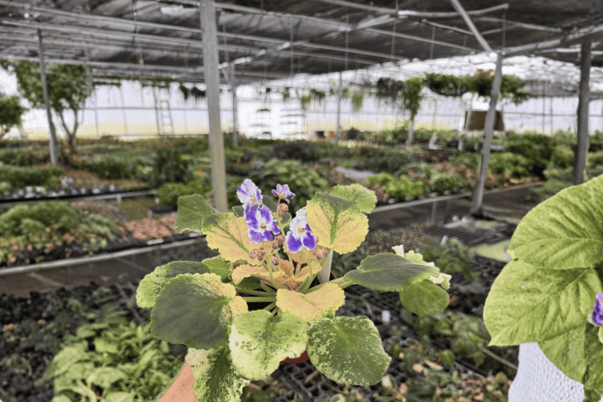 Harmony’s Purple Passion African Violet 2 Live Plants – 4-Inch Pots – Streptocarpus ionanthus