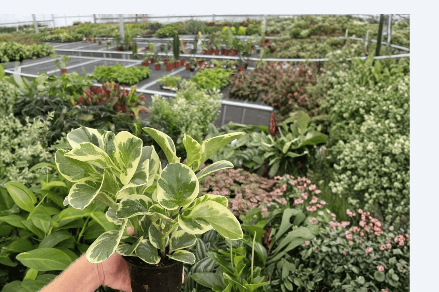 Marbled Peperomia 2 Live Plants – 4-Inch Pots – Peperomia obtusifolia Variegated