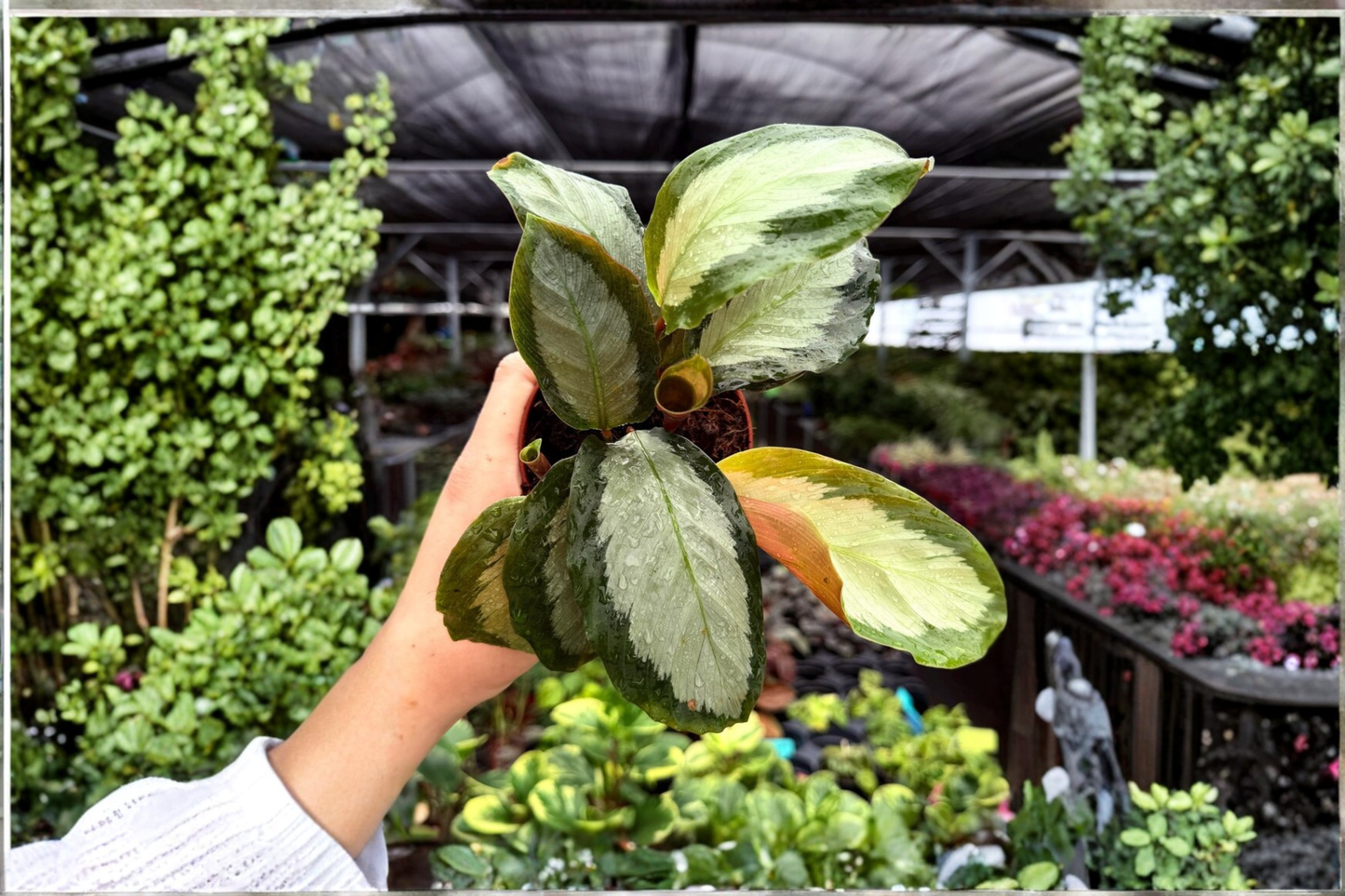 2 Exact Calathea 'Royal Standard' Live Plants – 4-Inch Potted Houseplants