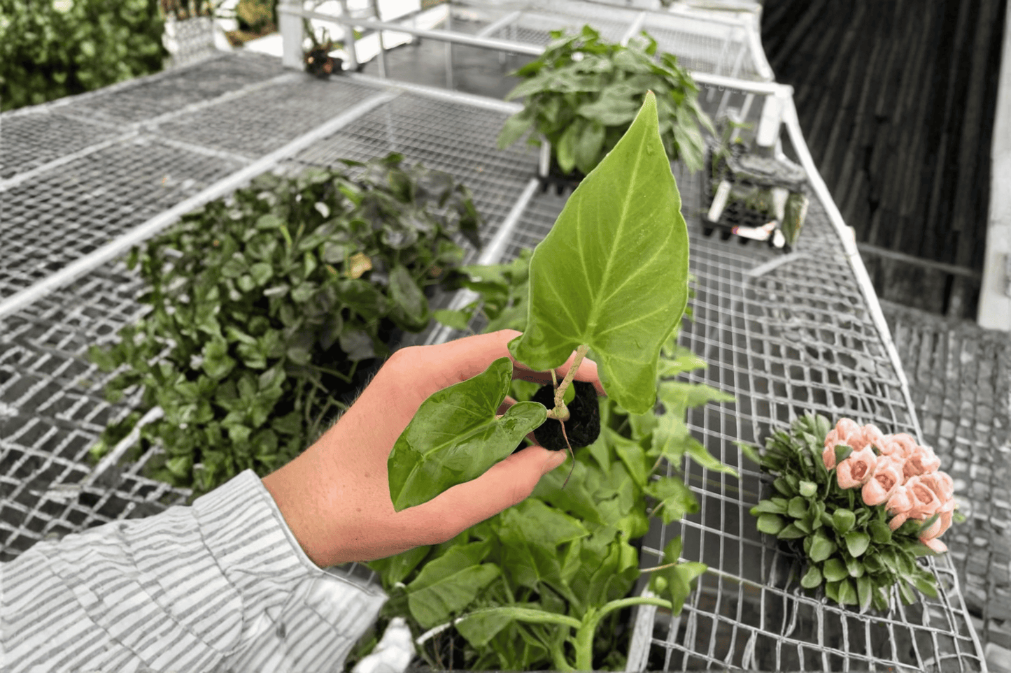 2 Alocasia 'Boa' Starter Plants – Bare Root Live Plants