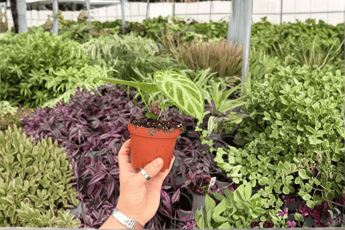 Anthurium Silver x Ferrari 2 Exact Live Plants – 4-Inch Pots