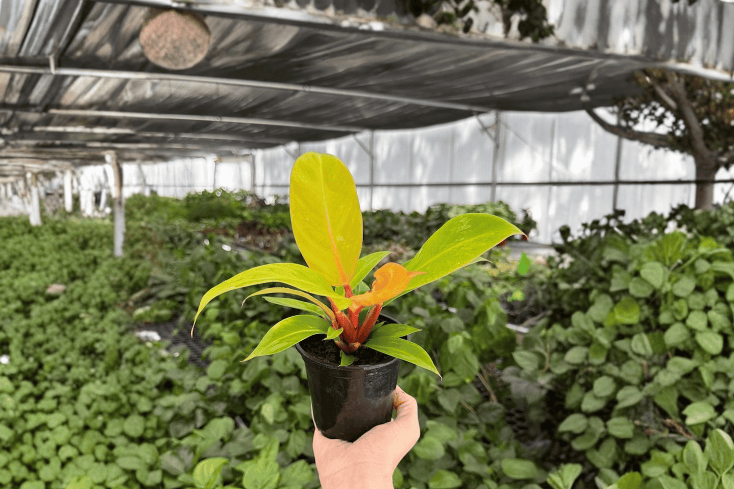 Philodendron Prince of Orange 2 Exact Live Plants – 4-Inch Pots