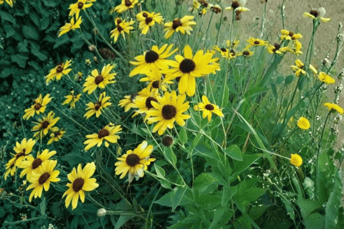 Little Suzy Black-Eyed Susan 1 Live Flowering Perennial, 1 Gallon Pot – Rudbeckia fulgida ‘Little Suzy’