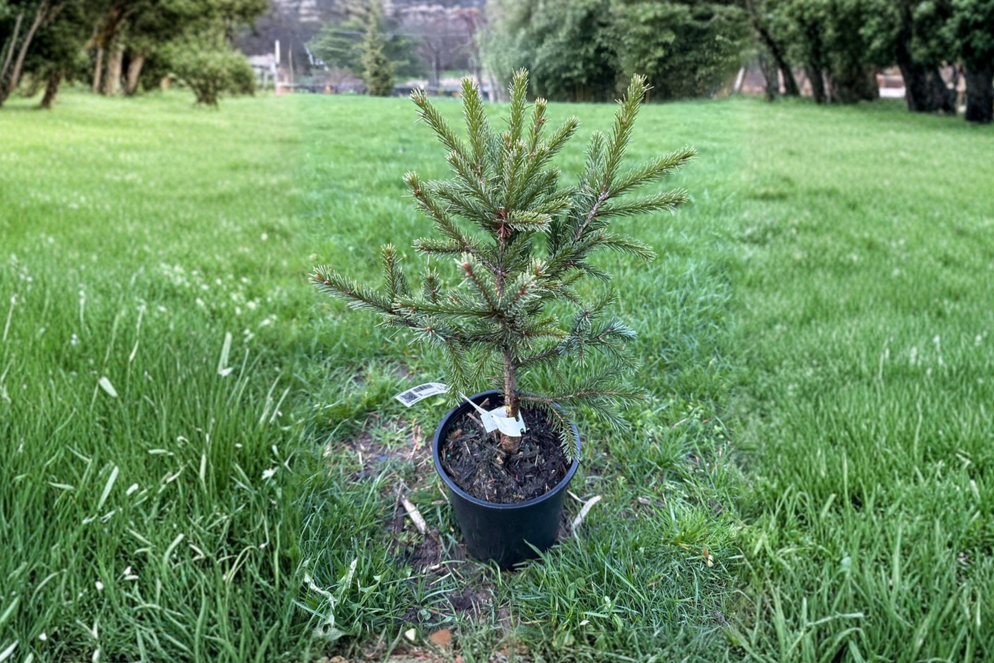 Brewer Spruce Live Plant 1 Gallon Pot 10 Inch Tall – Emerald Midget Dwarf Evergreen Tree Compact Garden Plant