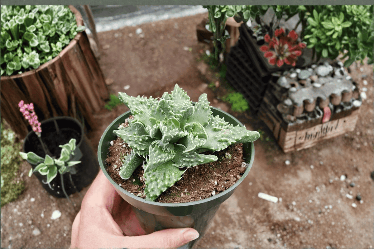 Faucaria tuberculosa – 2 Live Starter Succulent Plants, 2-Inch Size – Faucaria tuberculosa