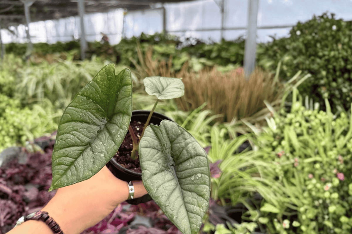 Alocasia Platinum ‘Bisma’ 2 Exact Live Plants – 4-Inch Pots – Alocasia ‘Bisma’