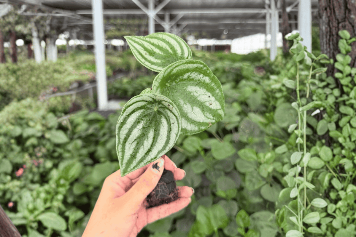 2 Watermelon Peperomia Exact Starter Plants – Peperomia argyreia