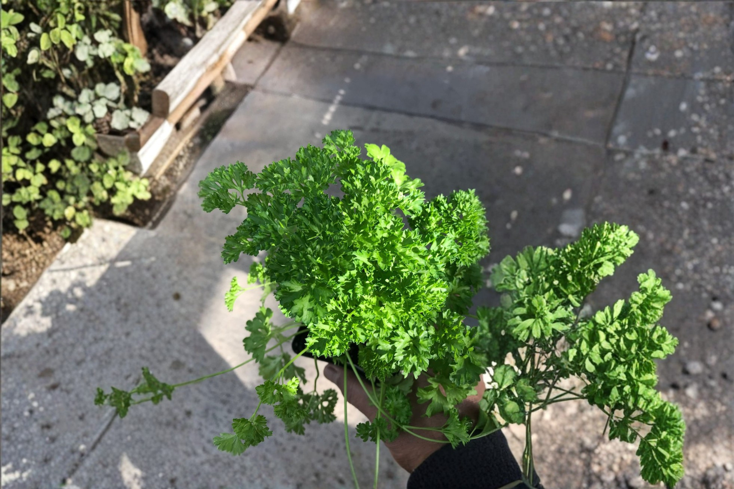 Curly Parsley Live Herb Plant Petroselinum Crispum Rooted Starter Plant Shipped Without Pot Garden Herb