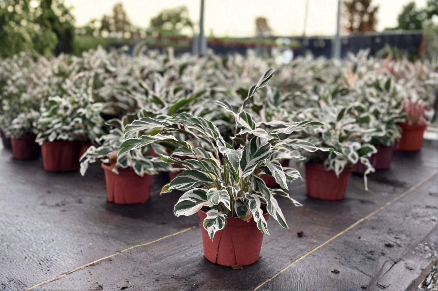 Calathea White Fusion Live Plant Variegated Tropical Houseplant Indoor Rooted Starter
