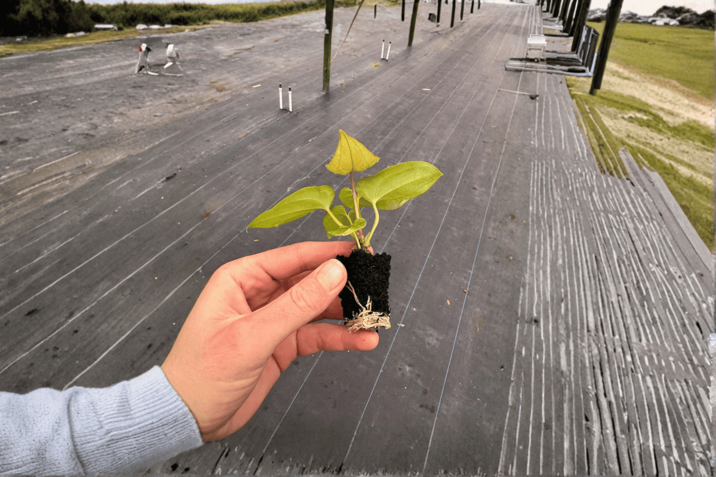 2 Anthurium Dark Phoenix × Crystallinum Dark Form Starter Plants – Live Hybrid Aroids