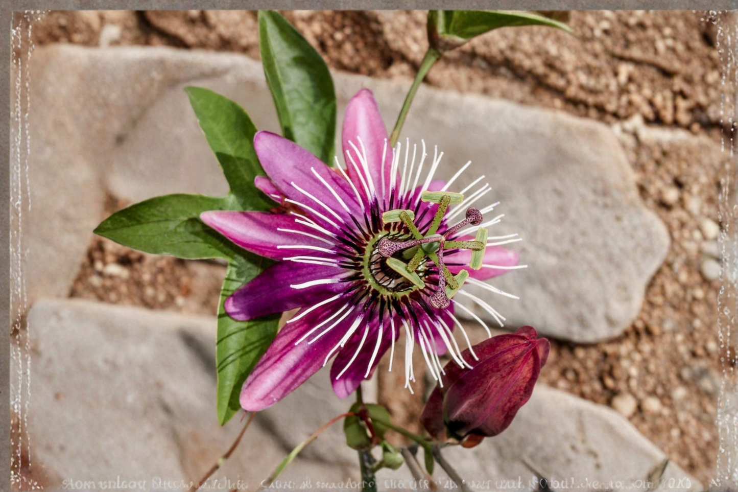 Pink Pop Passion Flower Live Plant Pink Passion Vine Ornamental Climbing Flowering Vine Garden Trellis Patio Landscape Plant
