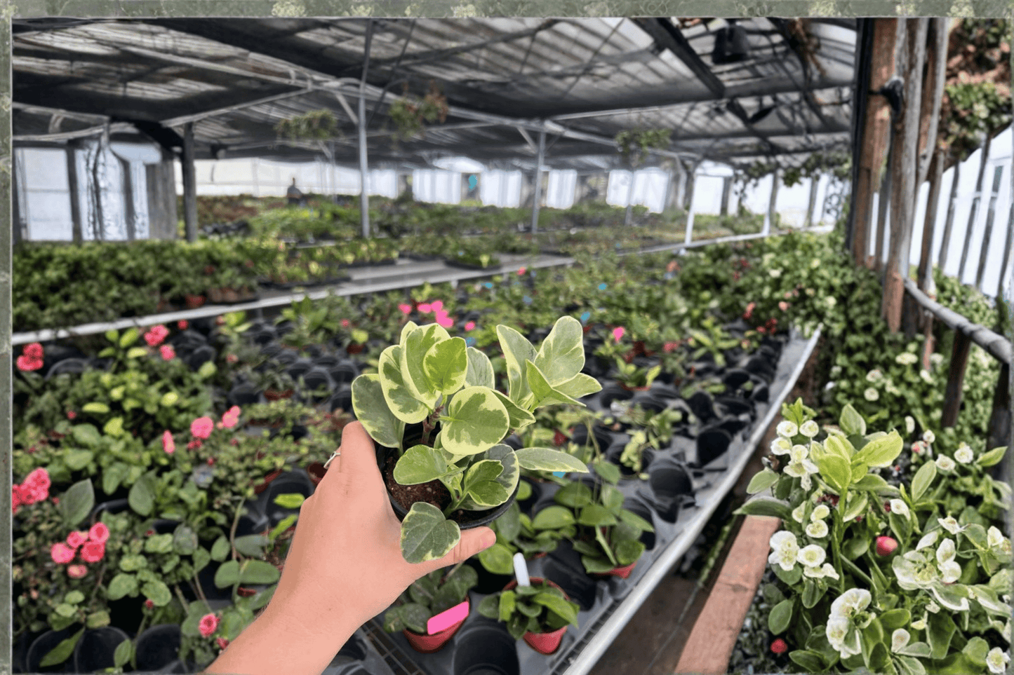 Peperomia Albomarginata 2 Live Plants – 4-Inch Pots – Peperomia albomarginata