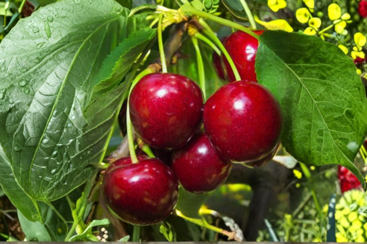 Dwarf Sand Cherry Seeds Flowering Cherry Shrub 5 Seeds for Outdoor Garden and Container Growing