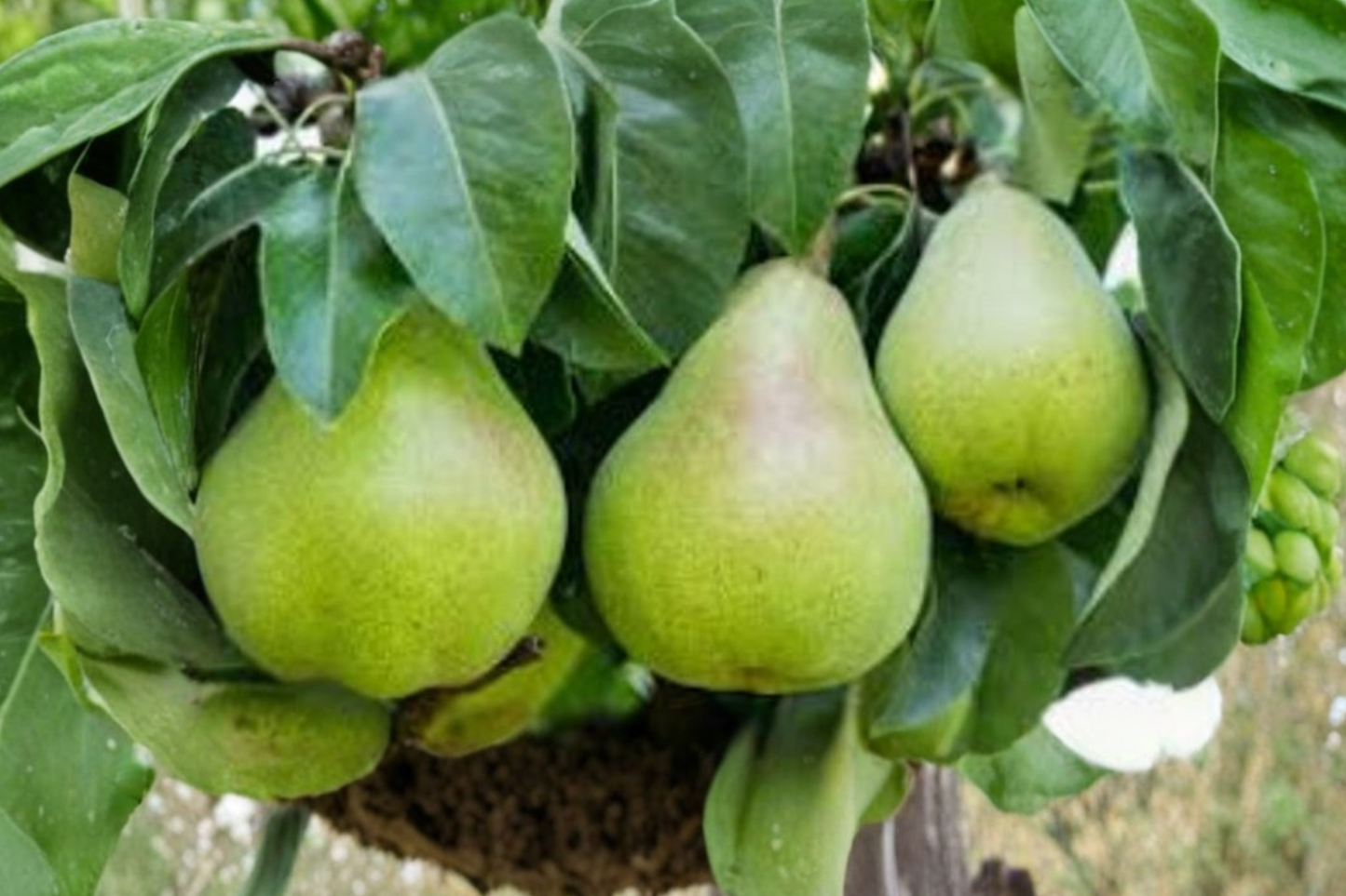 Semi Dwarf Pear Tree Seeds Rare Fruit Tree Variety 5 Seeds Indoor Outdoor Home Garden Planting Seed Pack