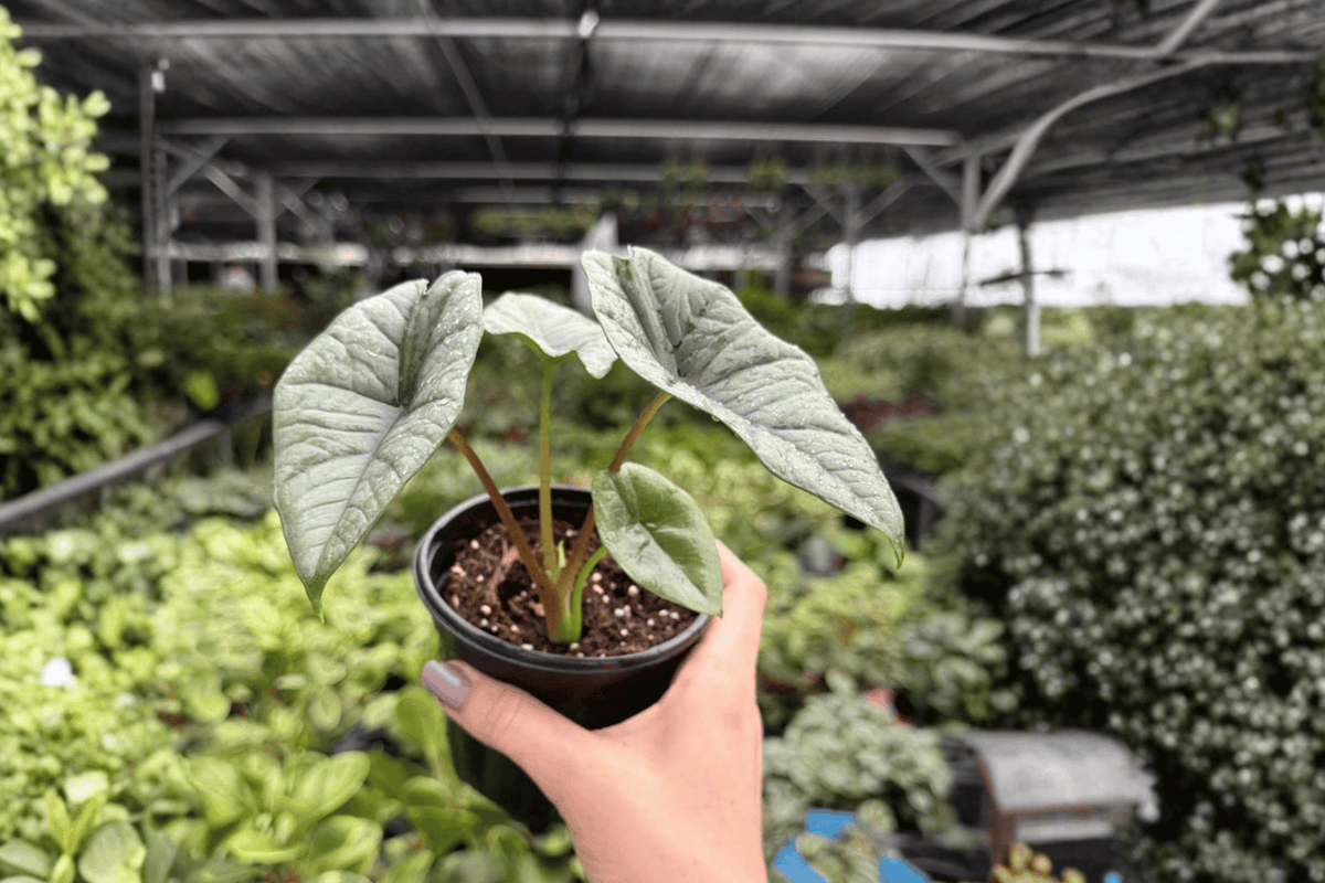 Alocasia Platinum Bisma 2 Exact Live Plants – 4-Inch Pots – Alocasia ‘Bisma’