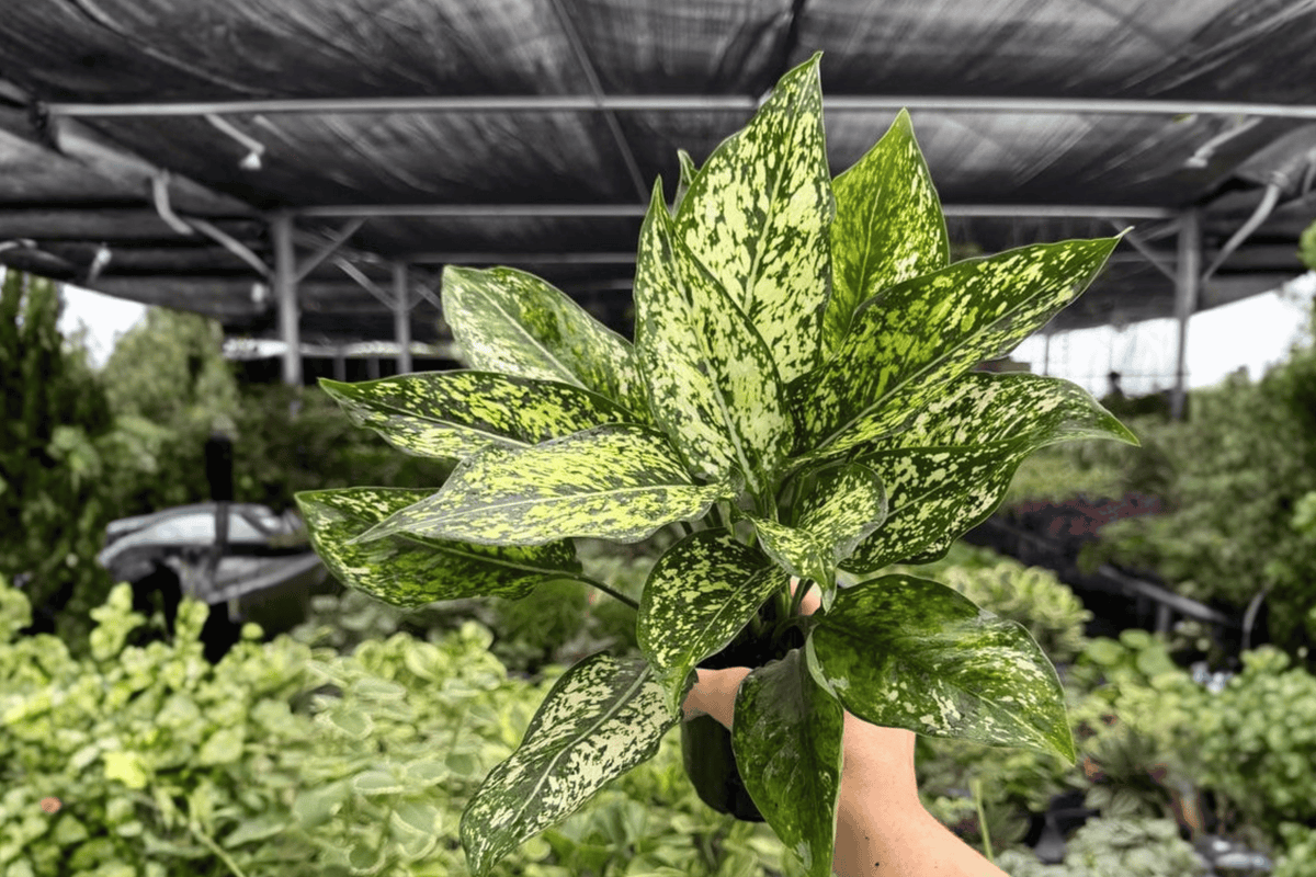 Aglaonema Wintery Winehouse 2 Exact Live Plants – 4-Inch Pots – Aglaonema 'Wintery Winehouse'