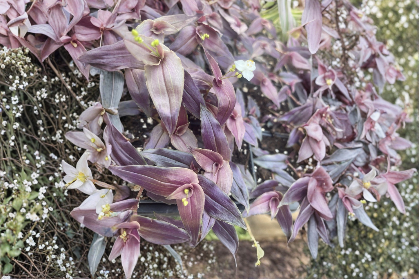 Purple Bridal Veil Live Houseplant – 1 Starter Plant in 2-Inch Pot – Tradescantia multiflora