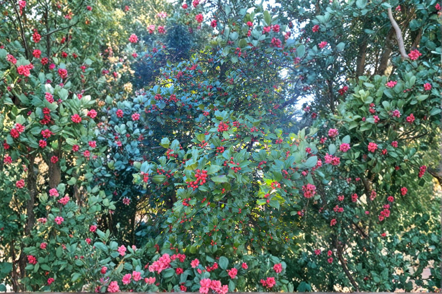 American Holly ‘Cave Hill’ Female 12” Live Plant – Ilex opaca Evergreen Red Berry Shrub in 1 Gallon Pot
