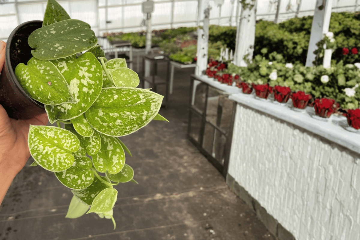 2 Scindapsus Exotica Live Plants – 4” Pot – Scindapsus pictus ‘Exotica’
