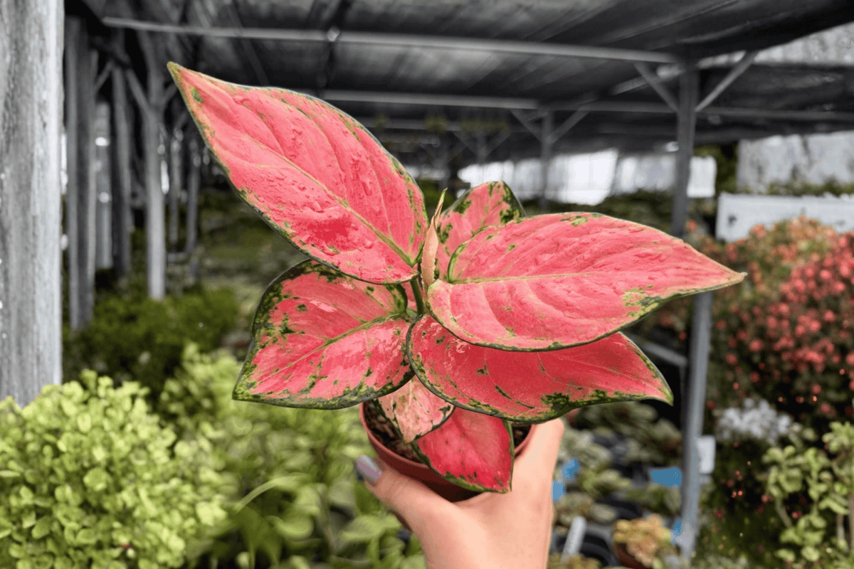 Aglaonema Super Pink 2 Exact Live Plants – 4-Inch Pots – Aglaonema ‘Super Pink’