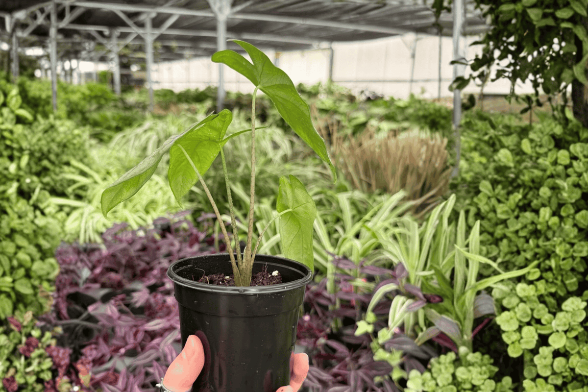 Alocasia Frydek 2 Exact Live Plants – 4-Inch Pots – Alocasia micholitziana 'Frydek'