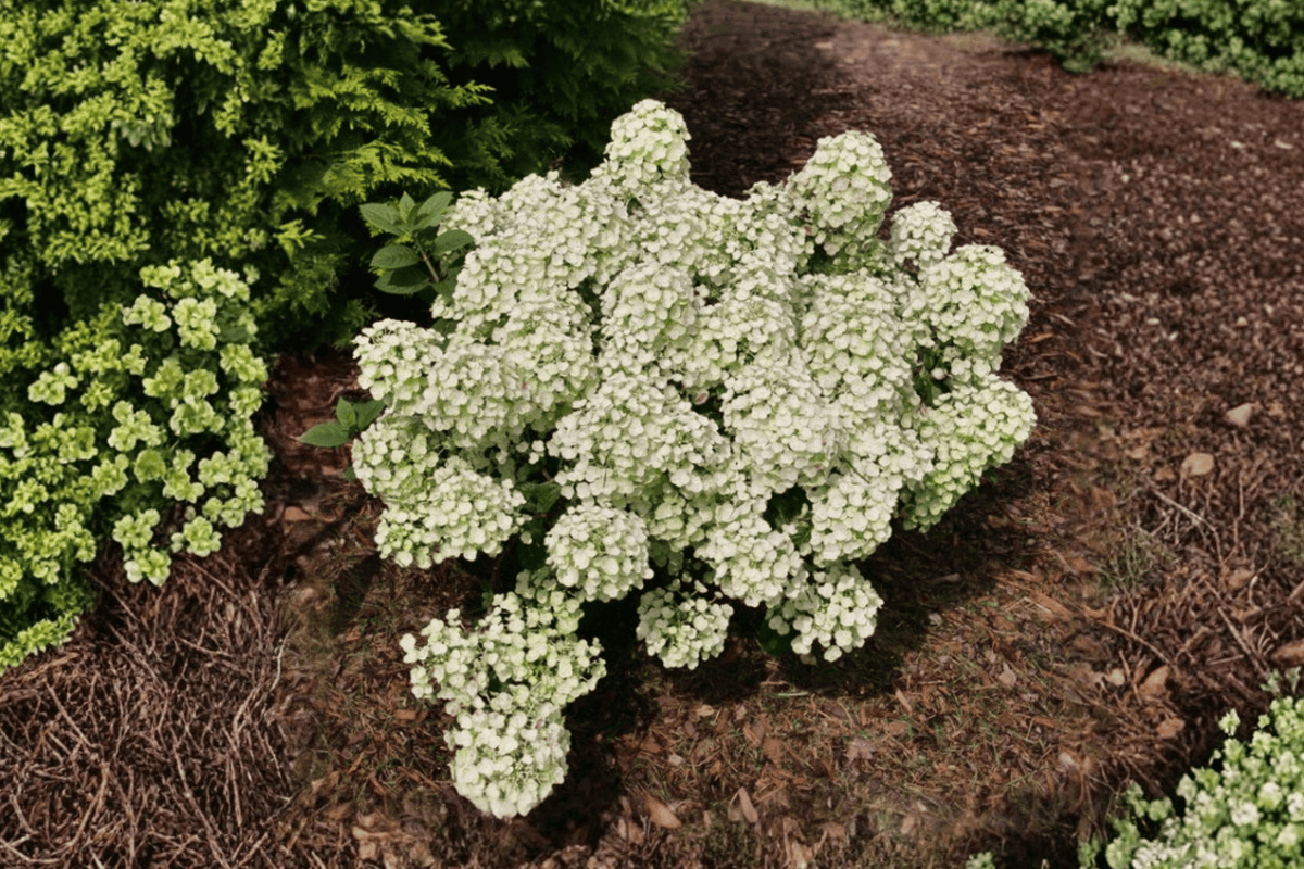 Tiny Quick Fire Panicle Hydrangea 1 Live Flowering Shrub, 2 Gallon – Hydrangea paniculata