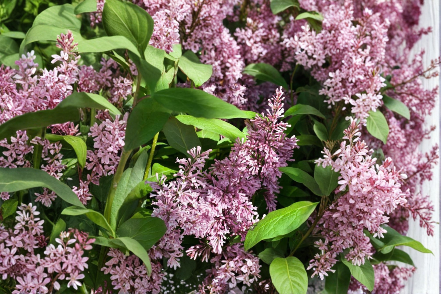 James Macfarlane Lilac Live Plant 2 Gallon Pot – Syringa prestoniae Pink Flowering Shrub Cold Hardy Spring Garden