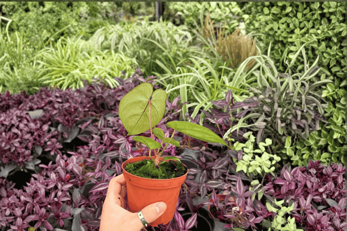 Anthurium Blue Xone × Dressleri 2 Exact Live Plants – Anthurium Hybrid 4” Size Bare Root