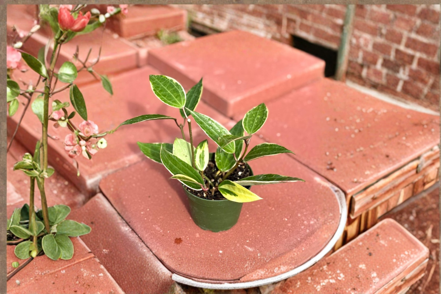 Hoya Macrophylla Variegata Live Plant Variegated Hoya Starter Houseplant in 4 Inch Pot Rare Tropical Gift