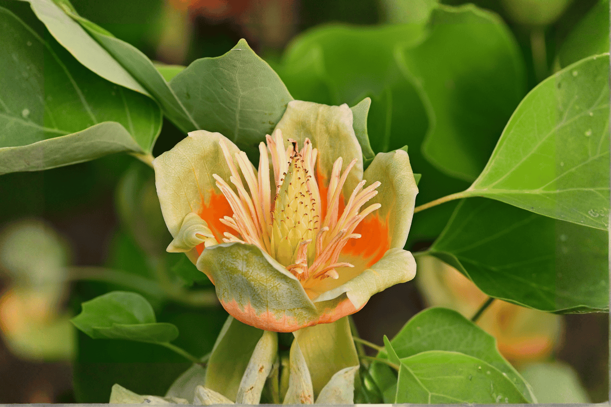 Little Volunteer Tuliptree 1 Live Tree, 3 Gallon Pot – Liriodendron tulipifera ‘Little Volunteer’