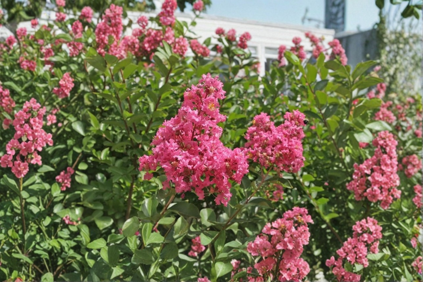 Pink Crape Myrtle ‘Hopi’ 2 Gallon Live Plant – Lagerstroemia indica Flowering Tree for Summer Garden