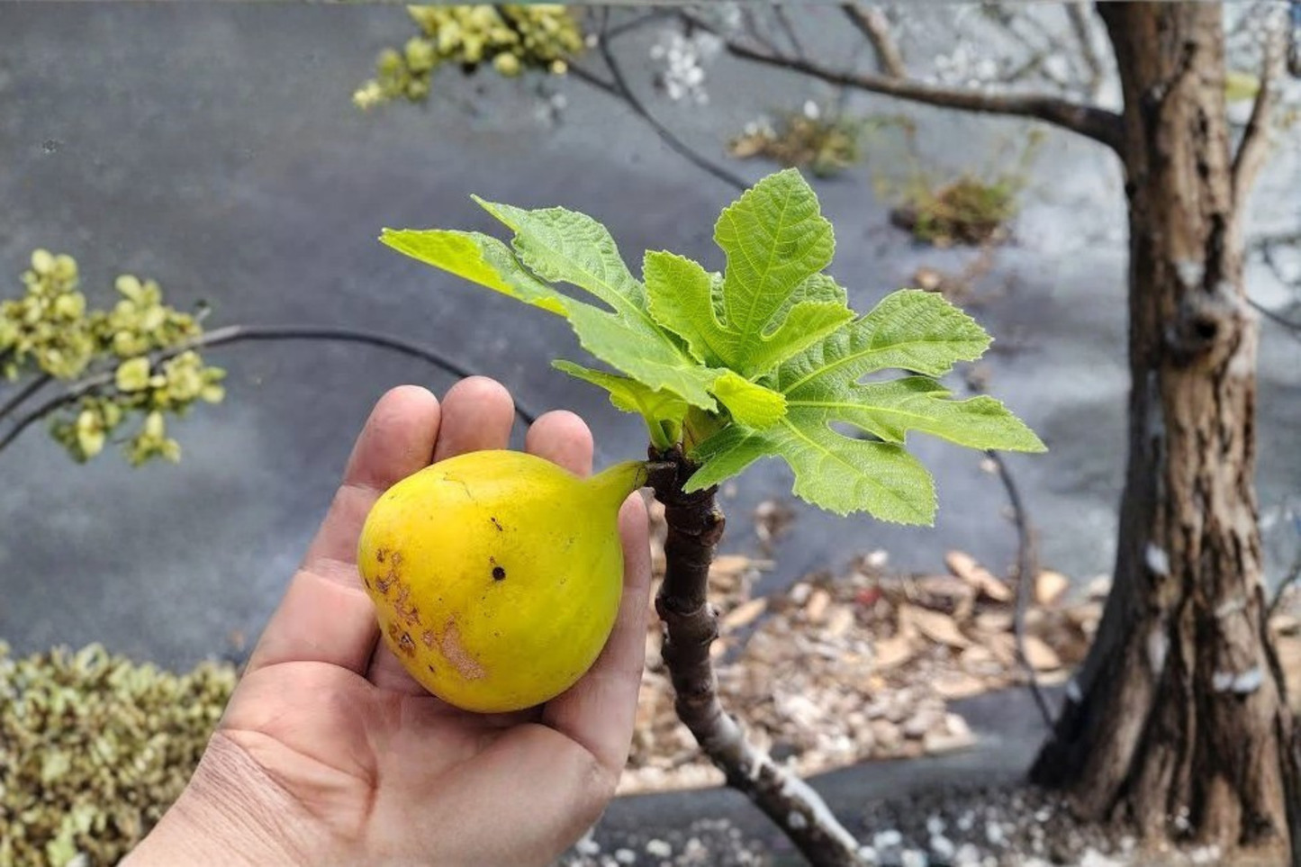 Yellow Long Neck Fig Live Plant in 3-Inch Pot – Ficus carica